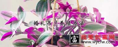 婚礼吊兰养殖方法