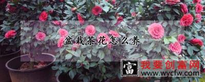 盆栽茶花怎么养