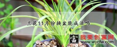 兰花11月份换盆能成活吗