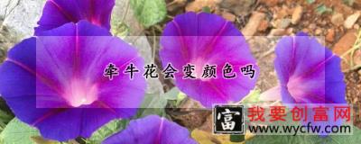 牵牛花会变颜色吗