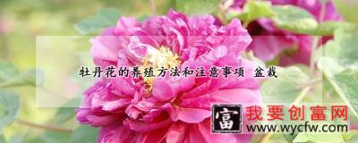 牡丹花的<a href=https://www.wycfw.com/e/tags/?tagid=63 target=_blank class=infotextkey><a href=https://www.wycfw.com/yangzhi/ target=_blank class=infotextkey>养殖</a></a>方法和注意事项 盆栽