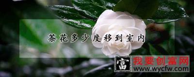 茶花多少度移到室内