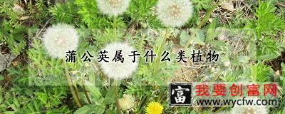 蒲公英属于什么类植物