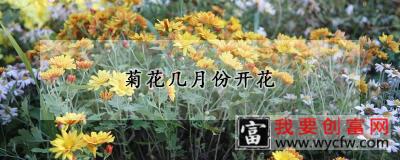 菊花几月份开花