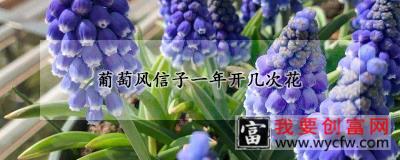 葡萄风信子一年开几次花