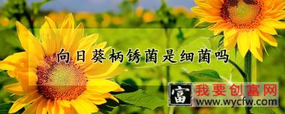 向日葵柄锈菌是细菌吗