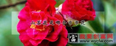 山茶花是哪个市市花