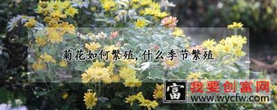 菊花如何繁殖，什么季节繁殖