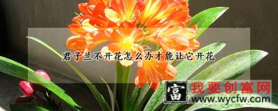 君子兰不开花怎么办才能让它开花