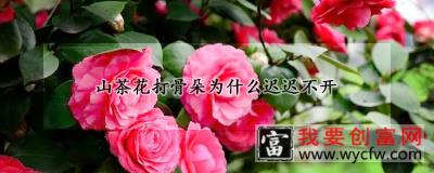 山茶花打骨朵为什么迟迟不开