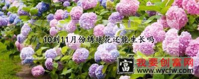 10到11月份绣球花还能生长吗