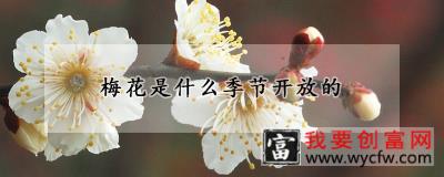 梅花是什么季节开放的