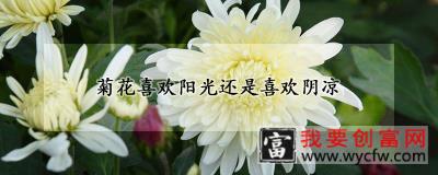 菊花喜欢阳光还是喜欢阴凉