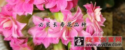 必买长寿花品种