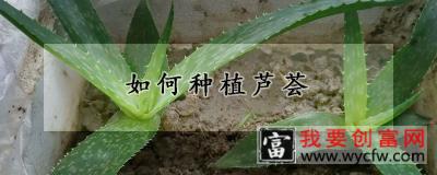 如何种植芦荟