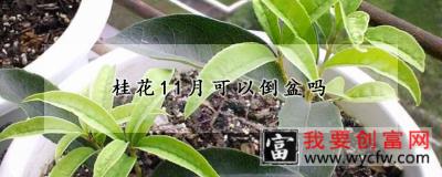 桂花11月可以倒盆吗