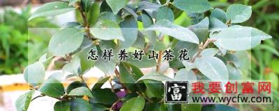 怎样养好山茶花