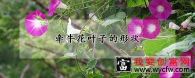 牵牛花叶子的形状