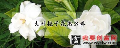 大叶栀子花怎么养