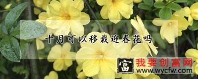 十月可以移栽迎春花吗