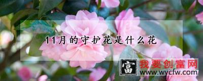 11月的守护花是什么花