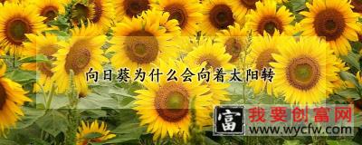 向日葵为什么会向着太阳转