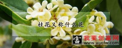 桂花又称什么花