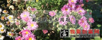 菊花的生长周期