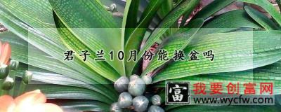 君子兰10月份能换盆吗