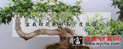 盆栽桂花能耐多少度低温