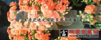 长寿花遮光催花多久有花蕾