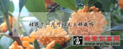 桂花十一月可以无土移栽吗