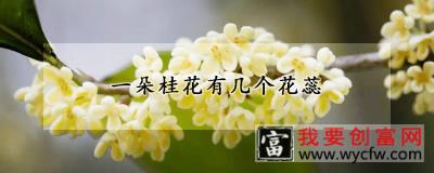 一朵桂花有几个花蕊