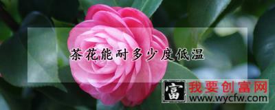 茶花能耐多少度低温