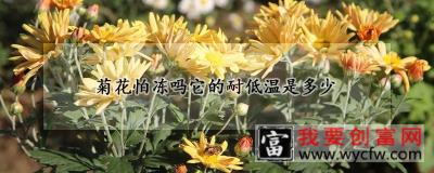 菊花怕冻吗它的耐低温是多少