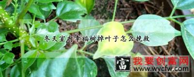 冬天室内幸福树掉叶子怎么挽救