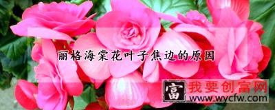 丽格海棠花叶子焦边的原因