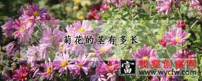 菊花的茎有多长