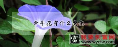 牵牛花有什么变化