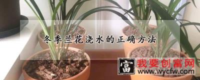 冬季兰花浇水的正确方法