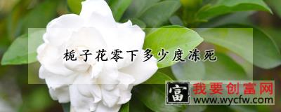 栀子花零下多少度冻死