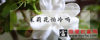 茉莉花怕冷吗