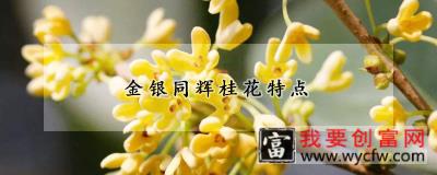 金银同辉桂花特点