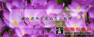 藏红花开完花后怎么处理