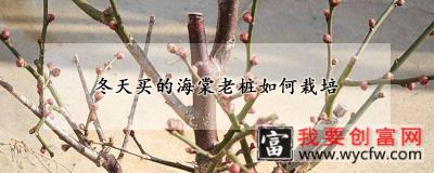 冬天买的海棠老桩如何栽培