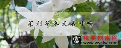 苿利花冬天落叶吗