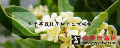 冬季移栽桂花树怎么生根快