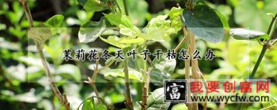 茉莉花冬天叶子干枯怎么办