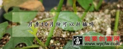 月季10月份可以扦插吗