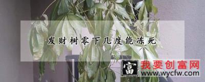 发财树零下几度能冻死